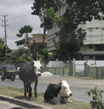 Koeien zijn heilig in India