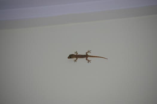 34-IMG_5555